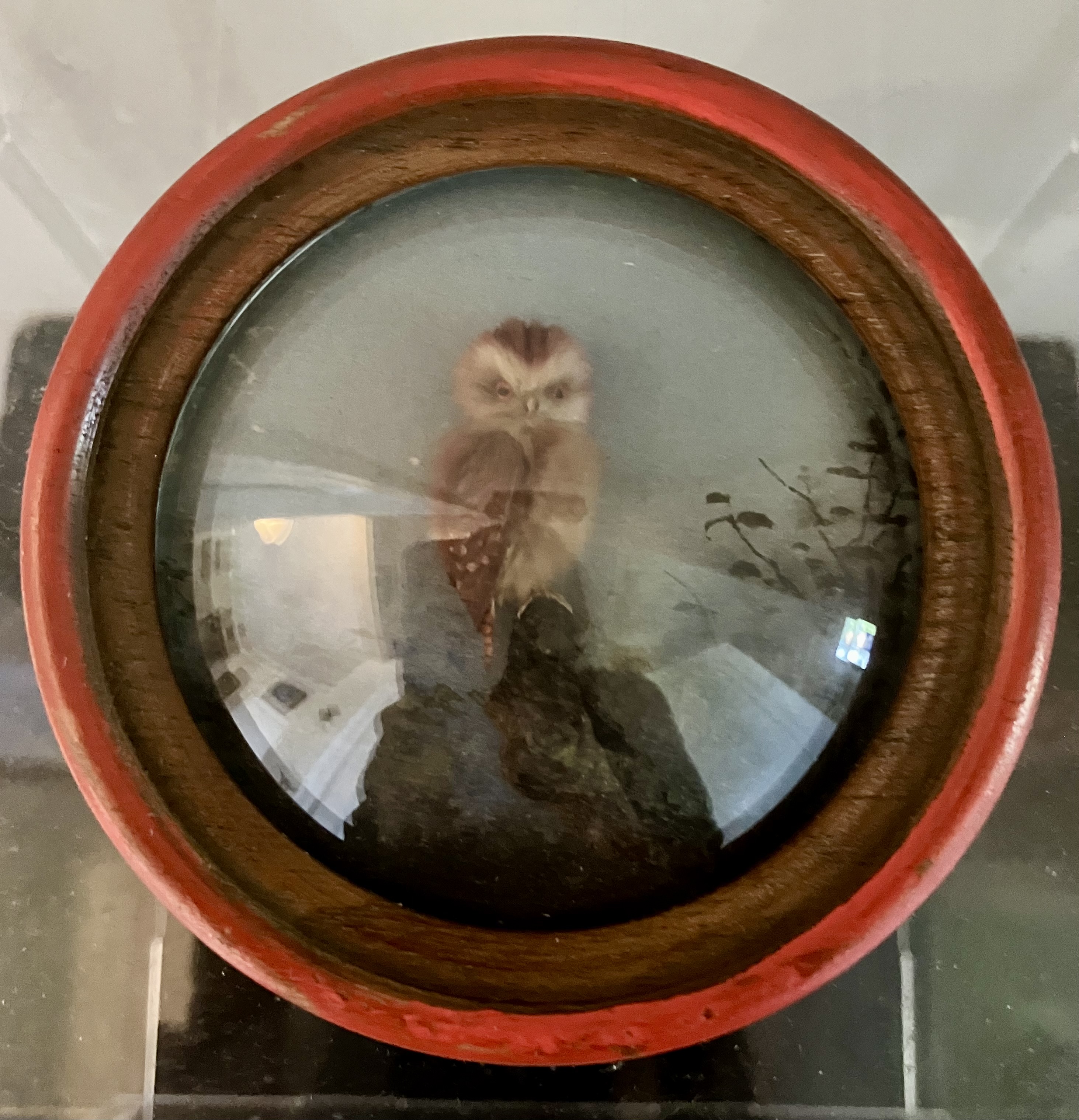 Pigmy Owl